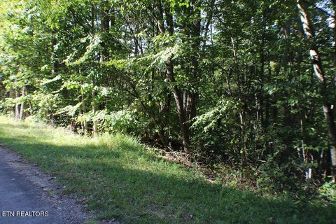 Wooded Lot in Mountain City