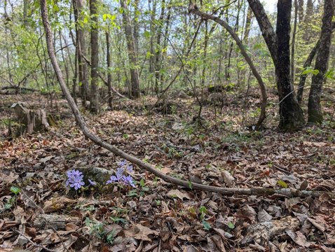 Wooded Residential Land with Elevation