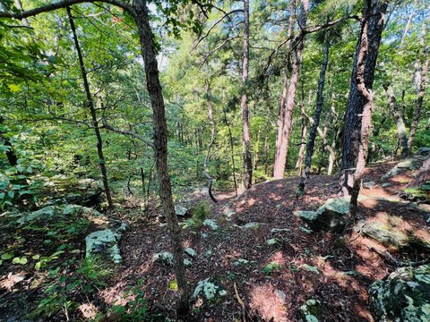 40 Acres Adjacent to Forest