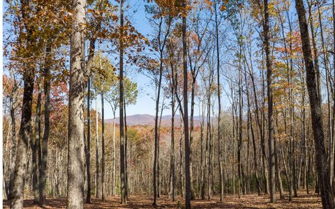 Ellijay Land with Mountain Views