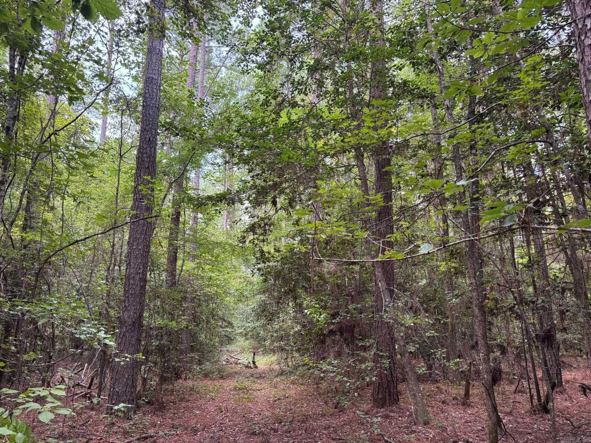 56 Acres Timberland Investment Opportunity