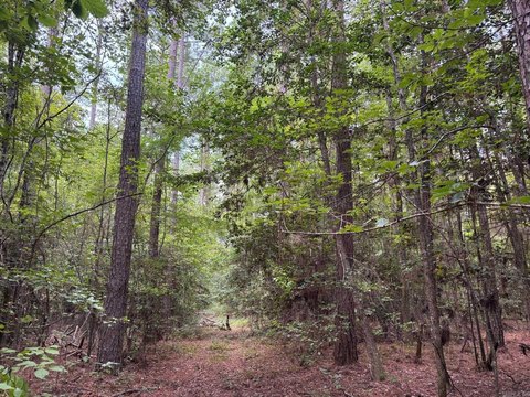 56 Acres Timberland Investment Opportunity