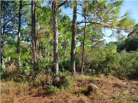 St. George Island Wooded Lot
