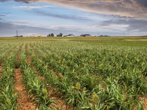 Ropesville, TX Land Tract