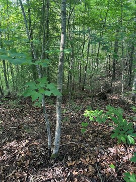 LAND - Wilder, TN