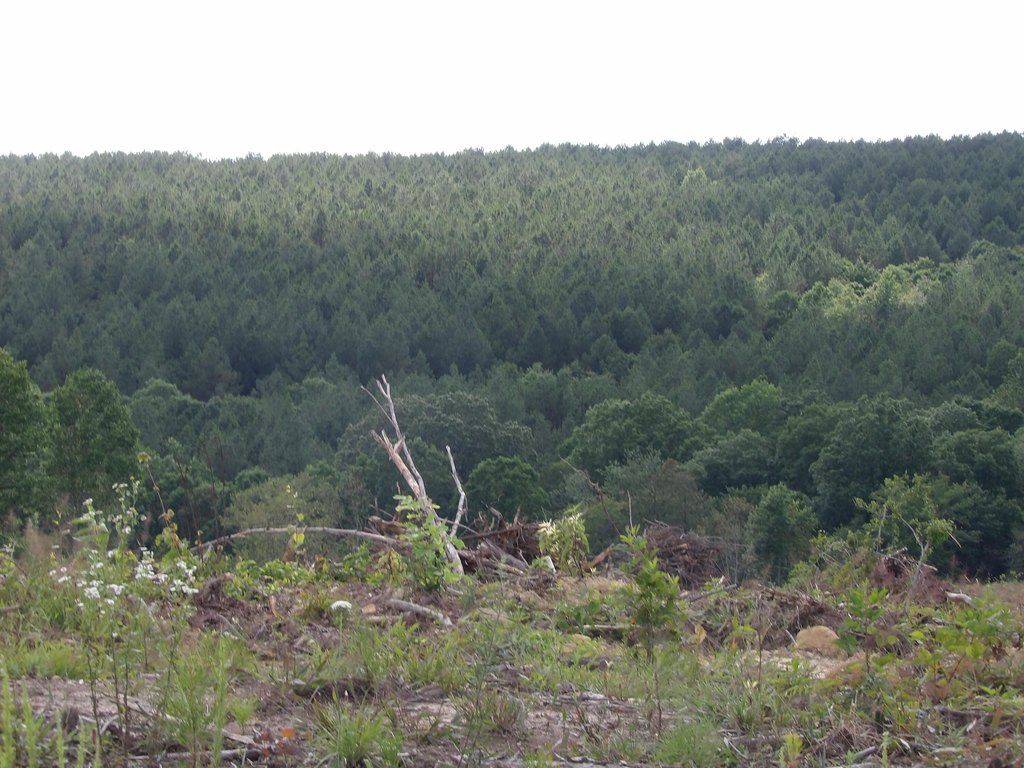 Picture 17