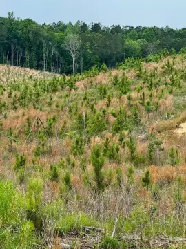 Secluded Timberland Investment Opportunity