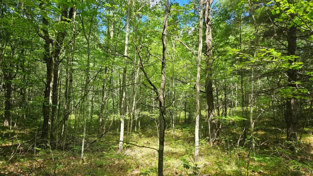 Picture 5