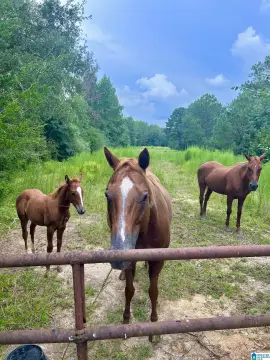 34 Acres in Wedowee, AL