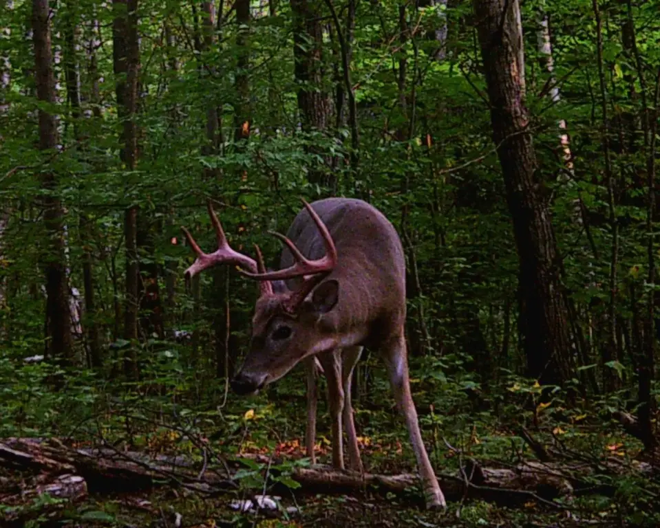 Picture 11