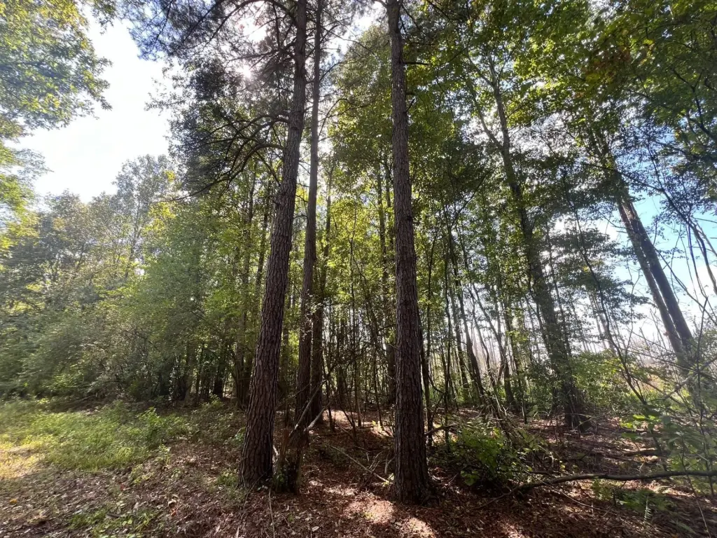 Picture 27