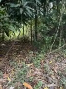 Rain Forest Land on St. Croix