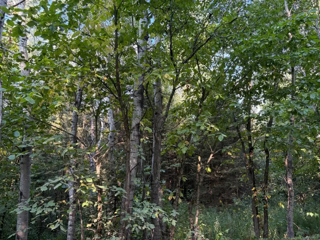 Picture 5