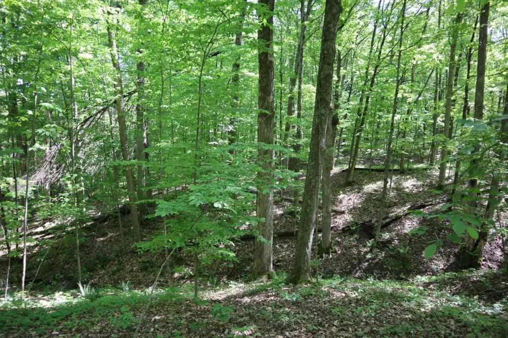 Picture 41