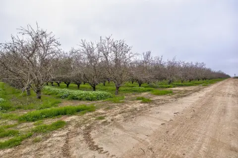 Mature Almond Orchard Farm Estate
