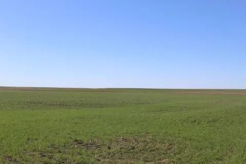 160 Acres of Cropland, Grass