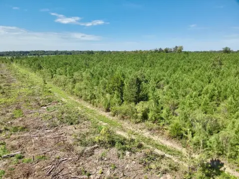 Slocomb Land with Mature Trees