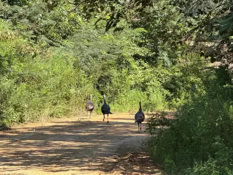 23 Acre Wooded Land Tract