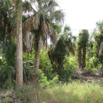 Secluded Wooded Lot in Florida