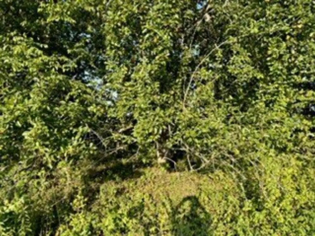 Picture 21