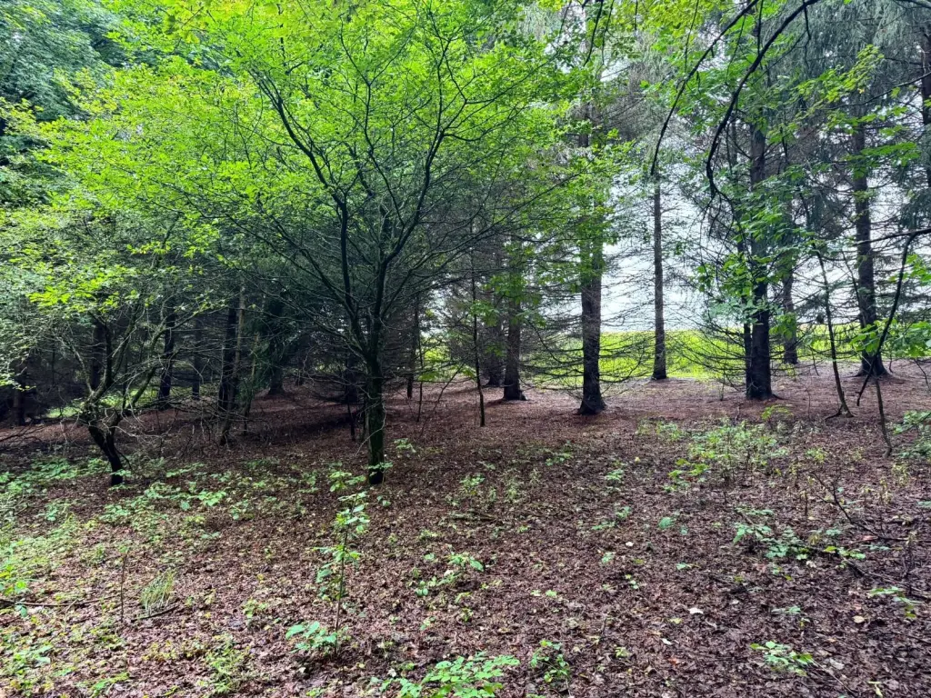 Picture 18