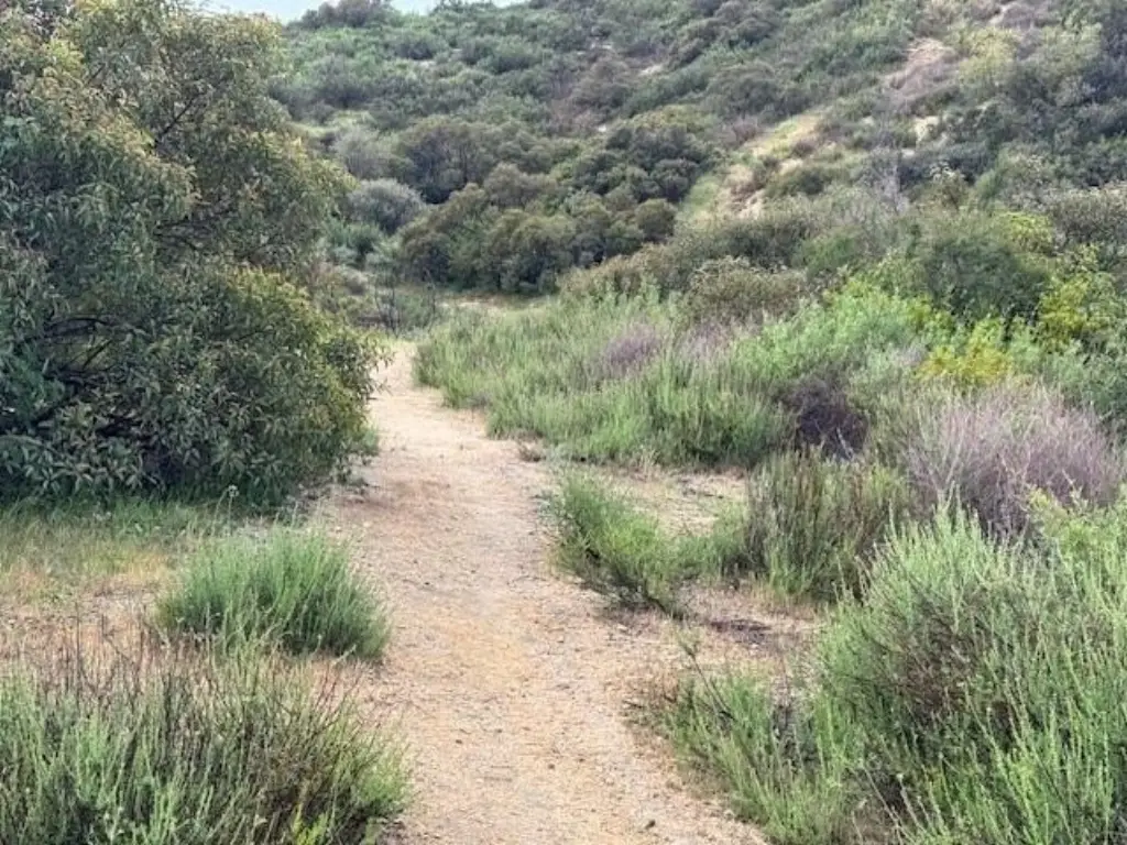 Picture 12