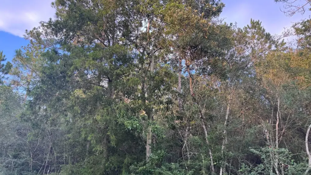 Picture 18