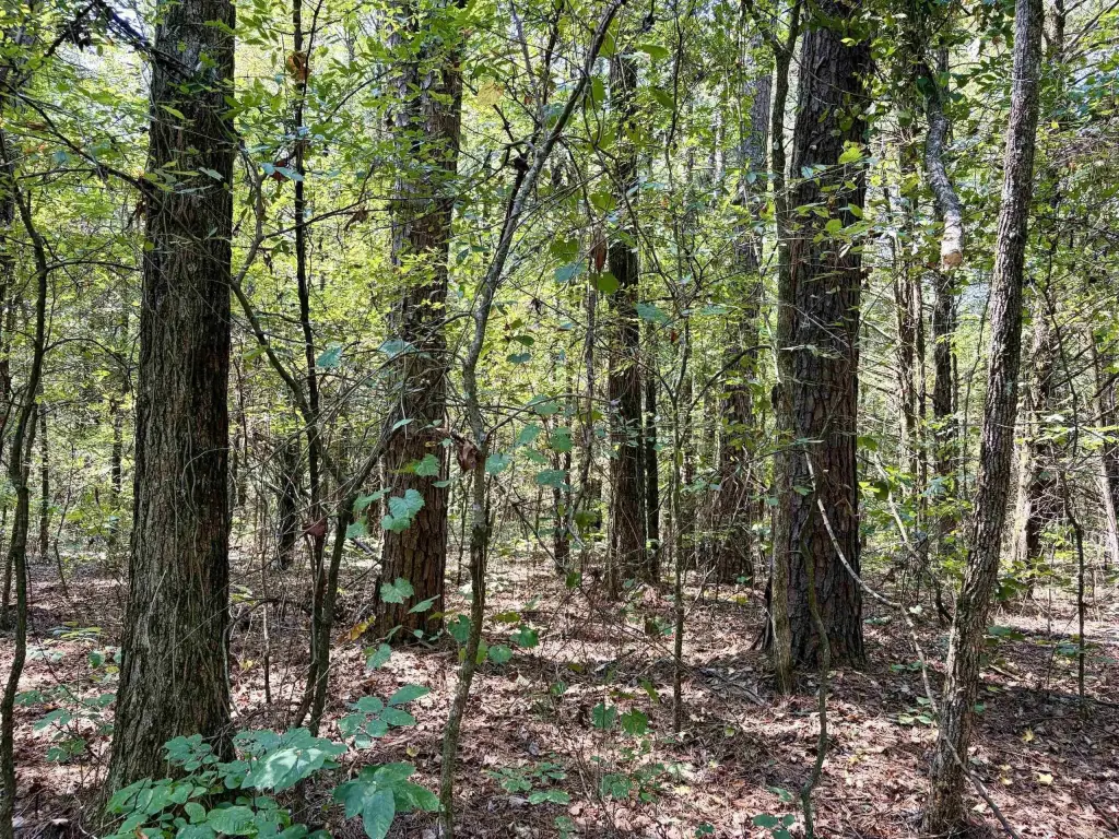 Picture 45