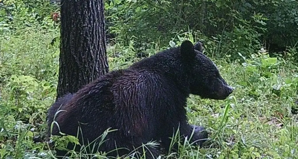 Picture 43