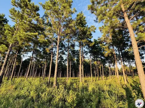 52.93 Acres Wooded Land Tract