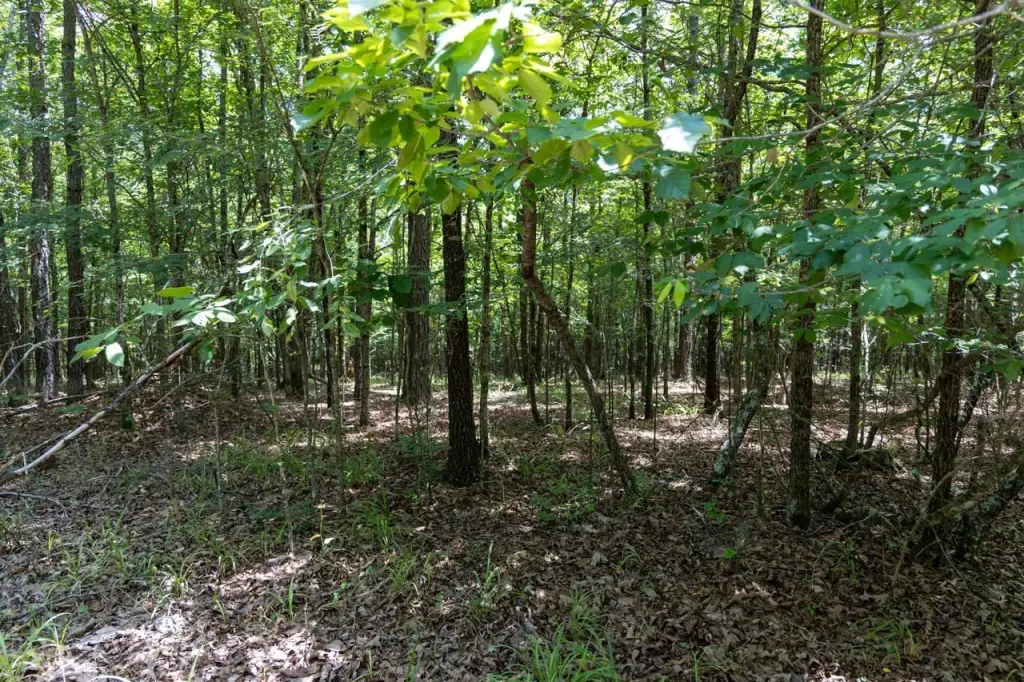 Picture 21