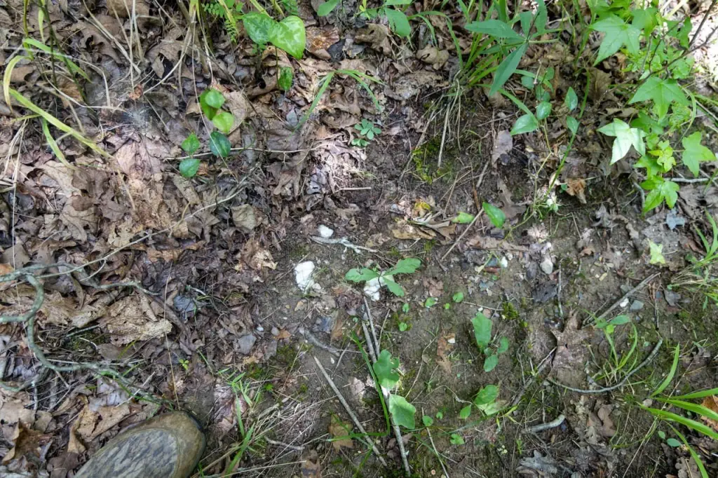 Picture 45