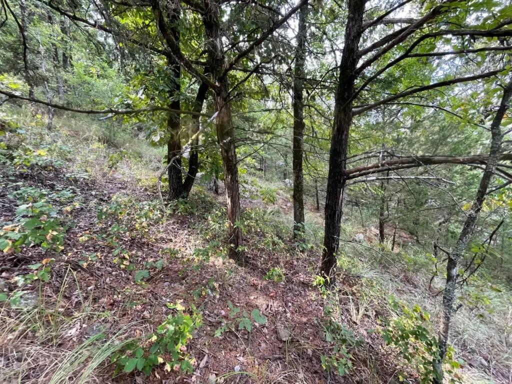 Picture 45