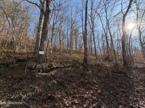 Unrestricted Wooded Land For Sale