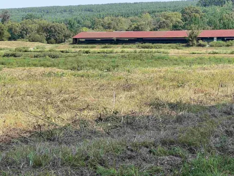 Cattle Farm with Three Ponds