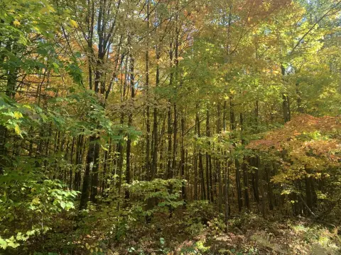 Northwoods Hunting Land