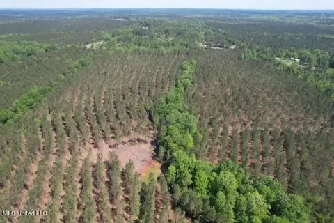 80 Acres of Plantation Pines