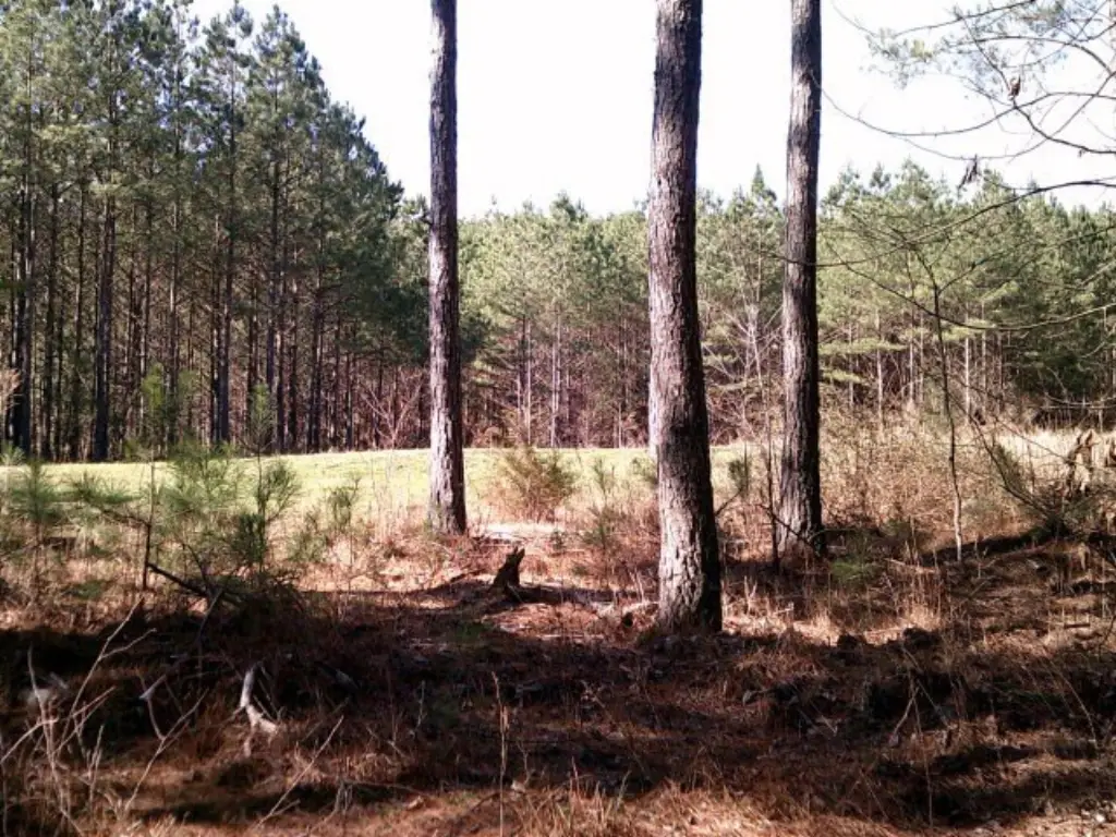 Picture 3