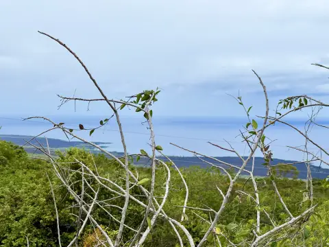 16 Acres with Ocean Views