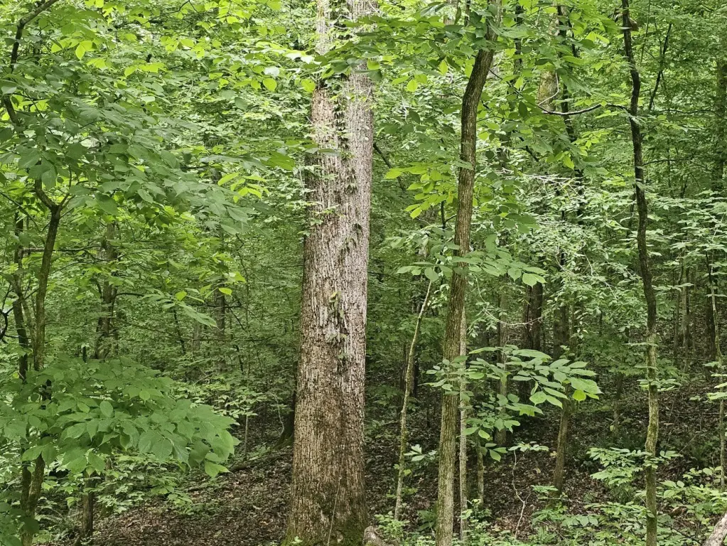 Picture 21