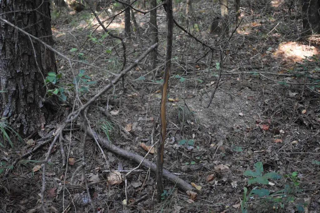 Picture 39