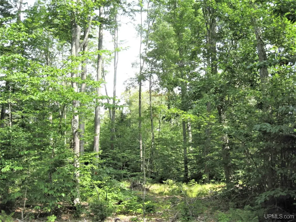 Picture 17