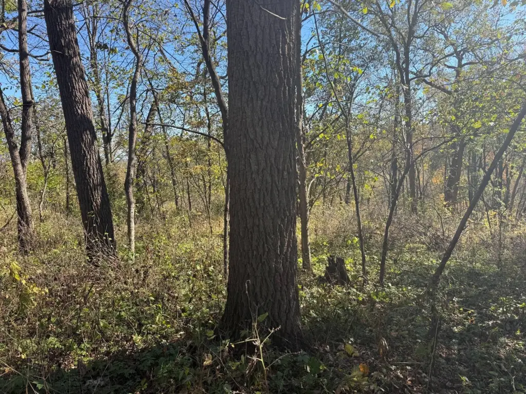 Picture 21