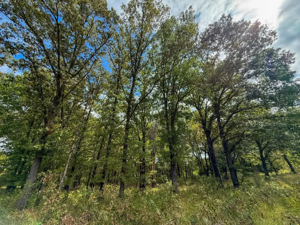 Picture 25