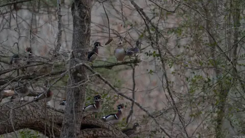 Arkansas Hunting and Recreation Land