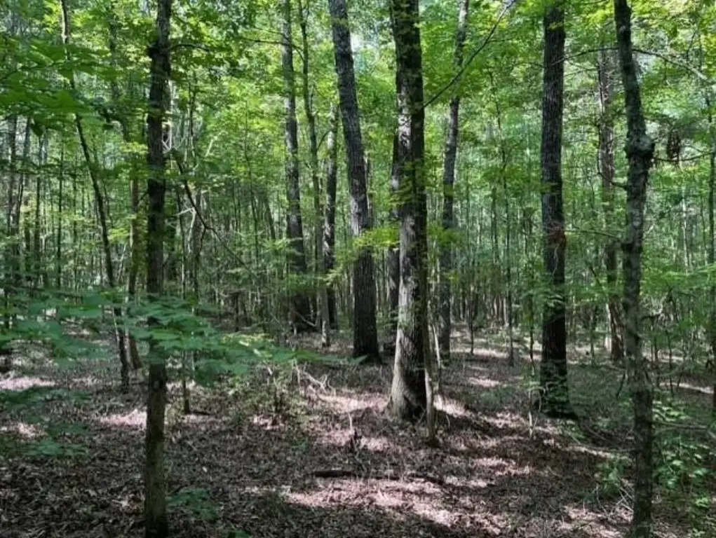 Picture 11