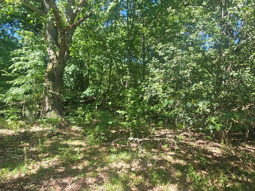 Picture 8