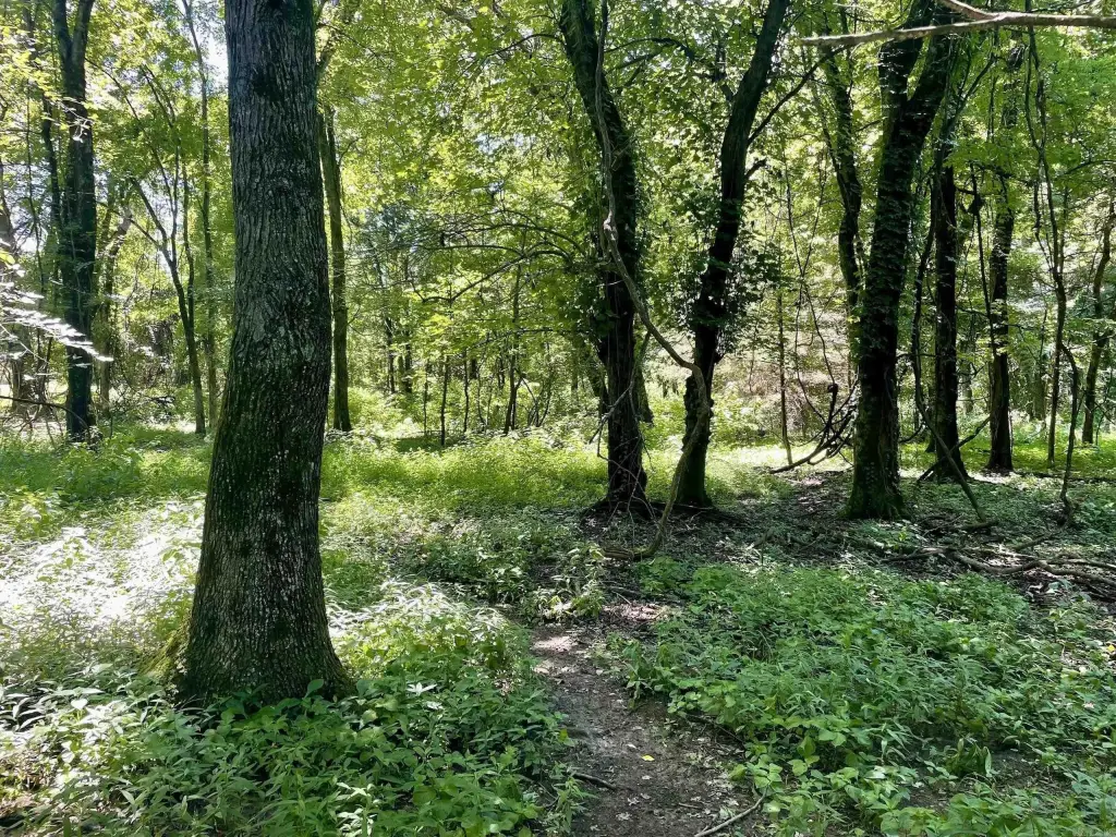 Picture 27