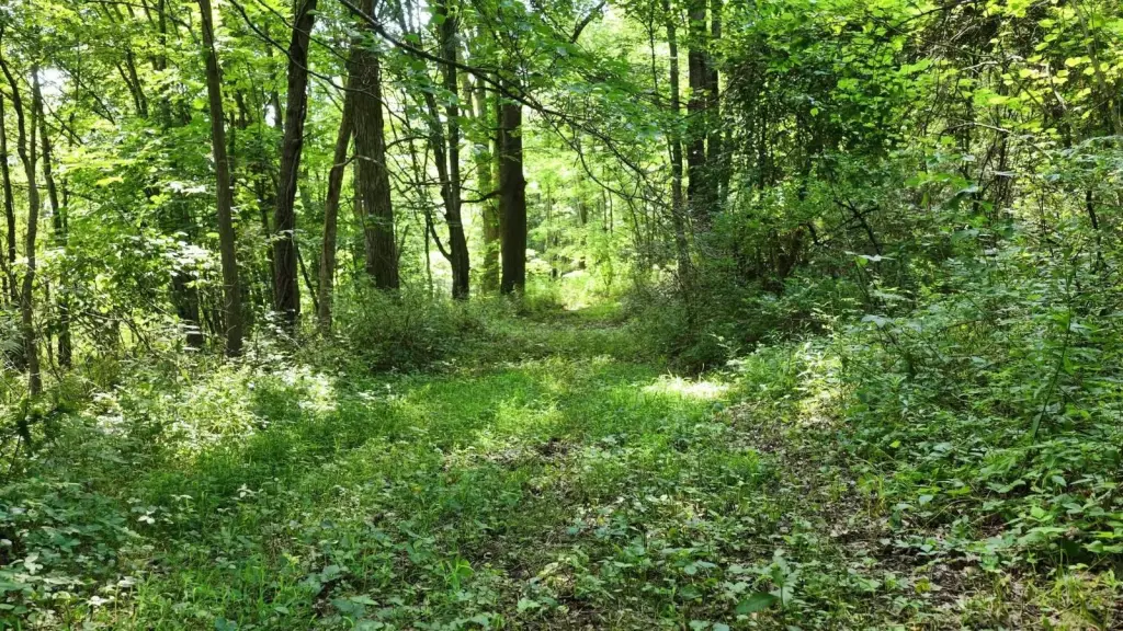 Picture 27