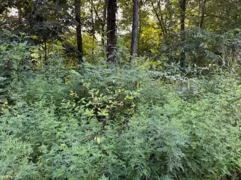 Del Rio Wooded Building Site